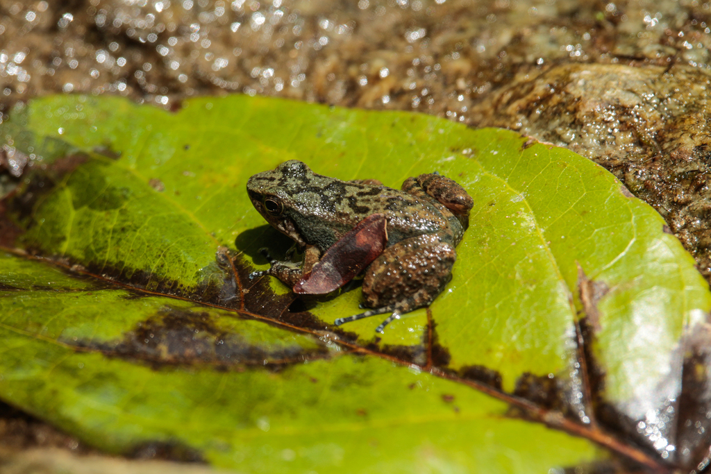 Caracas Collared Frog