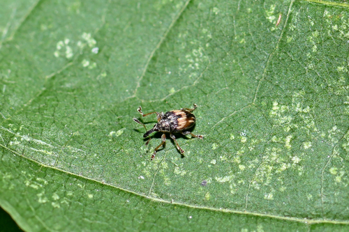 Flower Bud Weevil