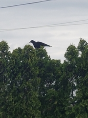 Corvus brachyrhynchos caurinus