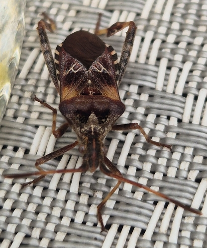 Western Conifer Seed Bug