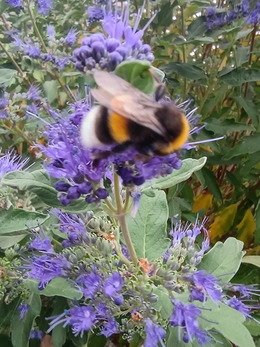 Buff-tailed Bumble Bee