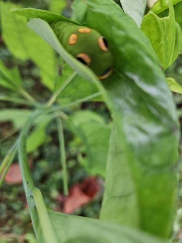 Spicebush Swallowtail