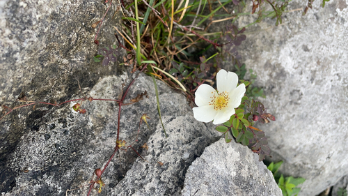 Burnet Rose