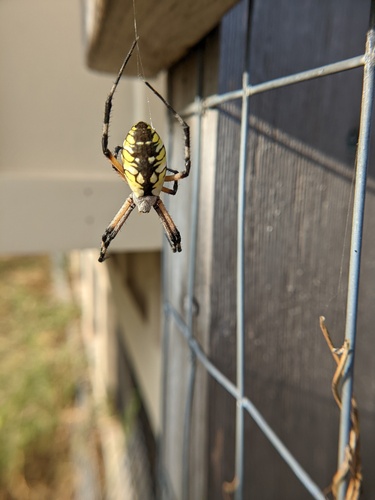 Yellow Garden Spider
