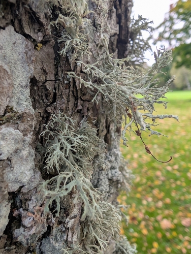 Farinose Cartilage Lichen