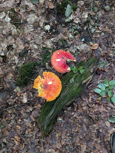 Fly Agaric
