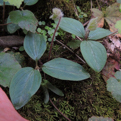 Trillium nivale