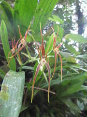 Brassia