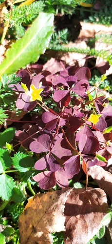 Oxalis stricta rufa