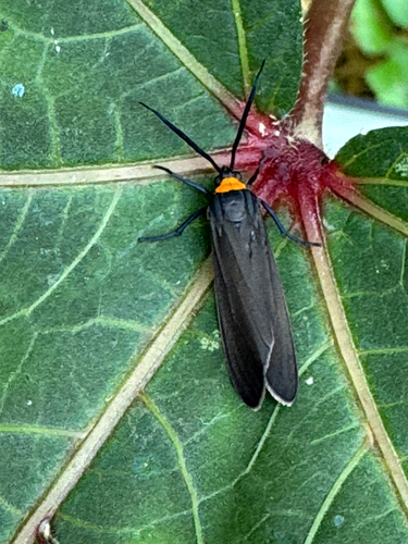 Yellow-collared Scape Moth