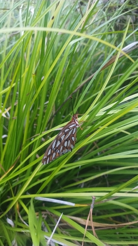 Gulf Fritillary