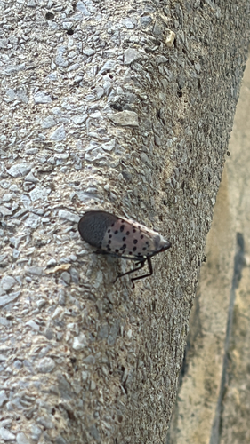 Spotted Lanternfly