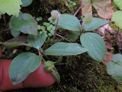 Trillium nivale