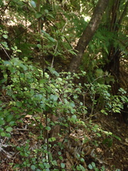Coprosma rhamnoides