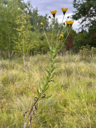 Canada hawkweed