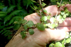 Coprosma rhamnoides