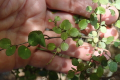 Coprosma rhamnoides