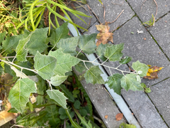 Populus alba, photograph (c) Maria Kohanovskaya, some rights reserved (CC BY)