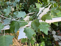 Populus alba, photograph (c) Maria Kohanovskaya, some rights reserved (CC BY)