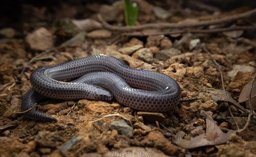 Hainan Sunbeam Snake