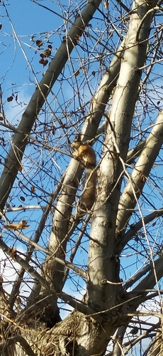 Eurasian Red Squirrel