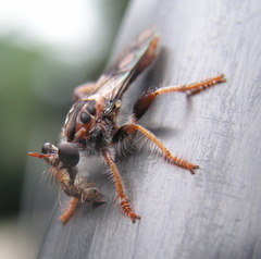 Andrenosomatini