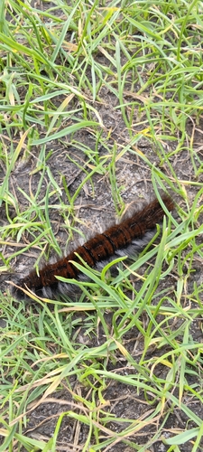 Fox Moth