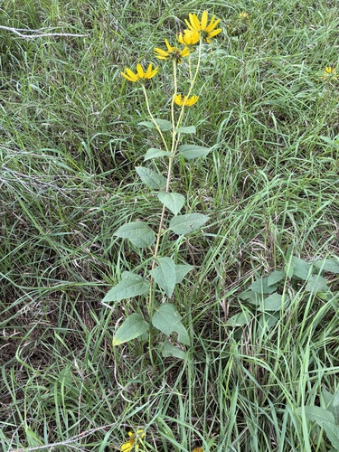 false sunflower