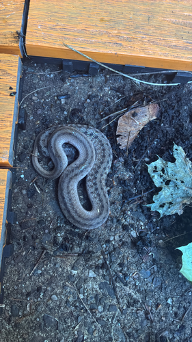 DeKay's Brownsnake