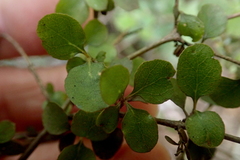 Coprosma rhamnoides