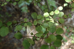 Coprosma rhamnoides