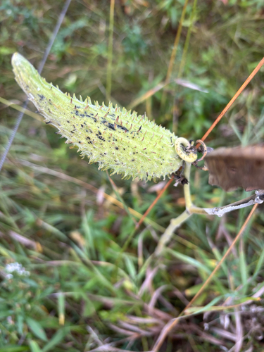 common milkweed