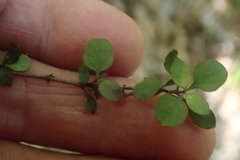 Coprosma rhamnoides