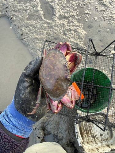 Graceful Rock Crab