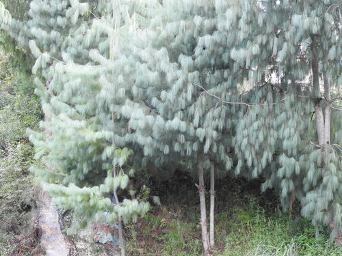 Pinus bhutanica, photograph 2