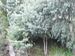 Pinus bhutanica, photograph (c) Tandin Wangdi, some rights reserved (CC BY)