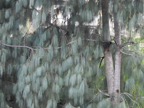 Pinus bhutanica