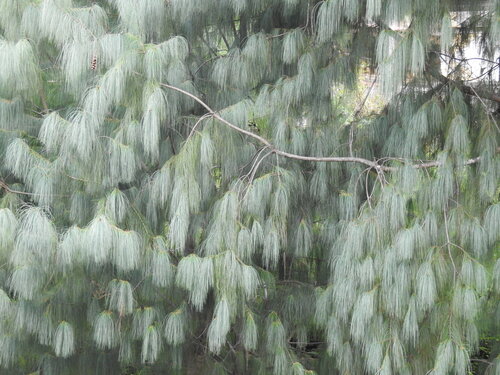 Pinus bhutanica, photograph 1