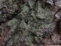 Bacidia schweinitzii