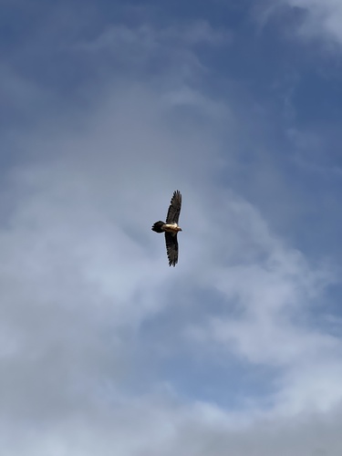 Bearded Vulture