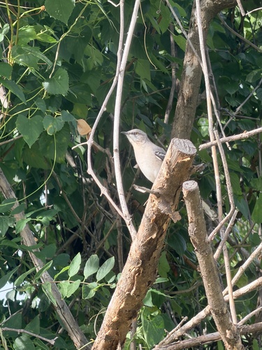 Northern Mockingbird
