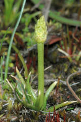 Phylloglossum drummondii