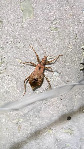 Tree Damsel Bug