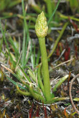 Phylloglossum drummondii