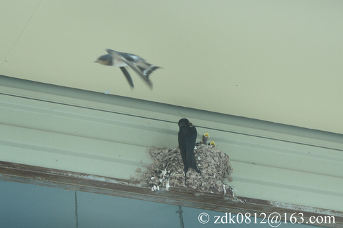 Barn Swallow