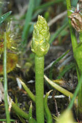 Phylloglossum drummondii