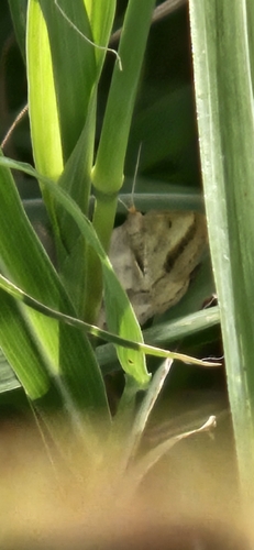 Isturgia arenacearia