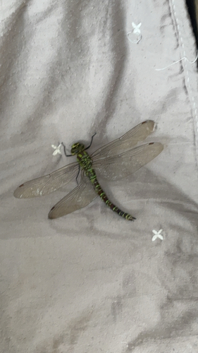 Southern Hawker