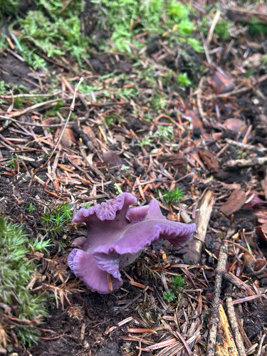 Amethyst Deceiver