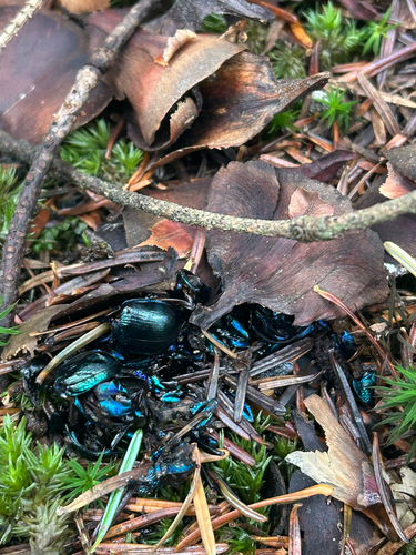 Woodland Dor Beetle